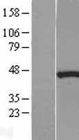 BAG1 Human Over-expression Lysate