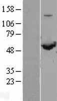 SHMT1 Human Over-expression Lysate