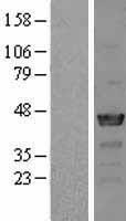 Nck beta (NCK2) Human Over-expression Lysate