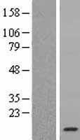 HIST1H2AK (HIST1H2AM) Human Over-expression Lysate