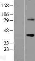 WNT9B Human Over-expression Lysate