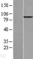 TRPC3 Human Over-expression Lysate