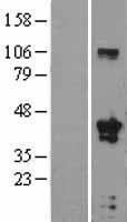 TFAP4 Human Over-expression Lysate