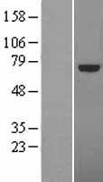TCF4 Human Over-expression Lysate