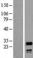 SNRPN Human Over-expression Lysate