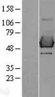 SHC (SHC1) Human Over-expression Lysate