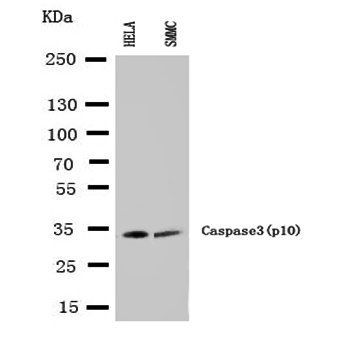 Caspase-3/CASP3 Rabbit Polyclonal Antibody