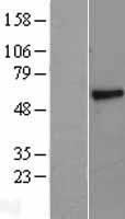 PSAP Human Over-expression Lysate