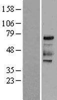 PKR (EIF2AK2) Human Over-expression Lysate