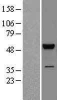 JNK2 (MAPK9) Human Over-expression Lysate