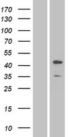 JNK1 (MAPK8) Human Over-expression Lysate