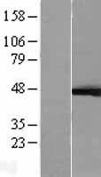 ERK1 (MAPK3) Human Over-expression Lysate