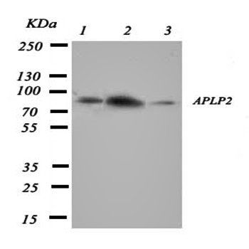 Amyloid-like protein 2 APLP2 Rabbit Polyclonal Antibody