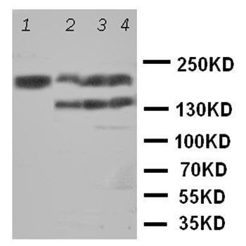 Tenascin-R TNR Rabbit Polyclonal Antibody