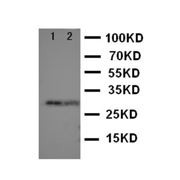TORC1/CRTC1 Rabbit Polyclonal Antibody