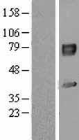 IL1RAP Human Over-expression Lysate