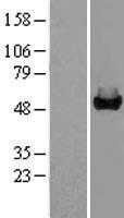 GALK2 Human Over-expression Lysate