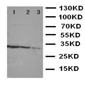 TRAF1 Rabbit Polyclonal Antibody