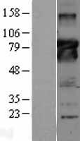 bcl 6 (BCL6) Human Over-expression Lysate