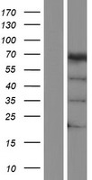 A RAF (ARAF) Human Over-expression Lysate
