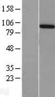 Amphiphysin (AMPH) Human Over-expression Lysate