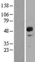 GDNF Receptor alpha 2 (GFRA2) Human Over-expression Lysate