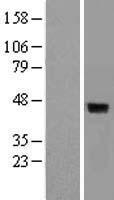 DUSP4 Human Over-expression Lysate