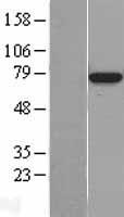 BMAL1 (ARNTL) Human Over-expression Lysate