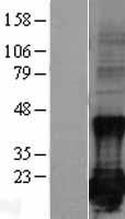 BIRC5 Human Over-expression Lysate