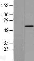 Angiopoietin 2 (ANGPT2) Human Over-expression Lysate