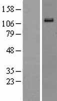 Eph receptor A6 (EPHA6) Human Over-expression Lysate