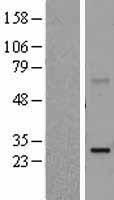 PPP2R2D Human Over-expression Lysate