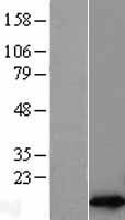 RPL30 Human Over-expression Lysate