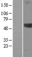 Kininogen 1 (KNG1) Human Over-expression Lysate