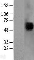CD4 Human Over-expression Lysate
