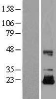 IGF2 Human Over-expression Lysate