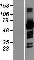 NCF2 Human Over-expression Lysate