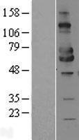 MICA Human Over-expression Lysate