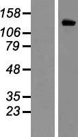 KCNH2 Human Over-expression Lysate