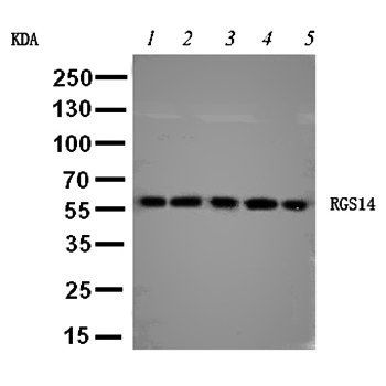 RGS14 Rabbit Polyclonal Antibody