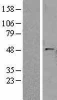 Galactosidase alpha (GLA) Human Over-expression Lysate