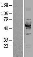 Glucose 6 phosphate isomerase (GPI) Human Over-expression Lysate