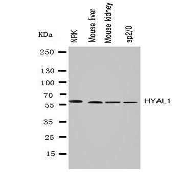 Hyaluronidase-1 HYAL1 Rabbit Polyclonal Antibody