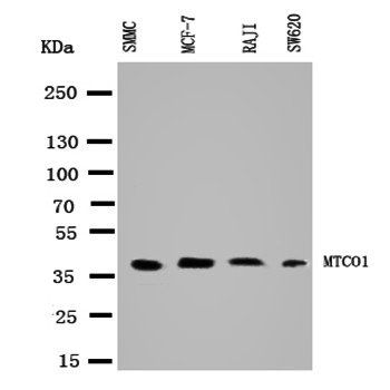 MTCO1/MT-CO1/MT Rabbit Polyclonal Antibody