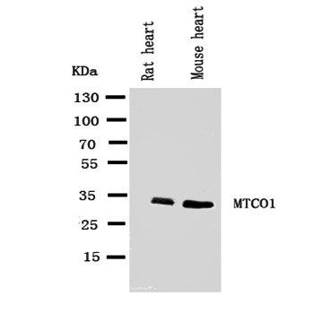 MTCO1/mt-Co1 Rabbit Polyclonal Antibody