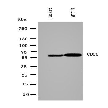 Cdc6 Rabbit Polyclonal Antibody