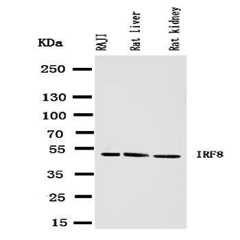 Interferon regulatory factor 8 IRF8 Rabbit Polyclonal Antibody