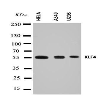 Krueppel-like factor 4 KLF4 Rabbit Polyclonal Antibody