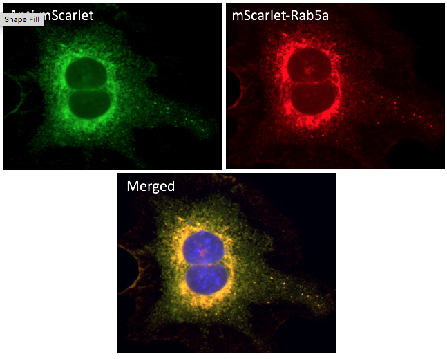 mScarlet Goat Polyclonal Antibody