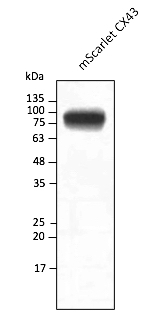mScarlet Goat Polyclonal Antibody